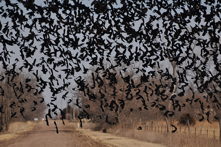 Curtain of blackbirds