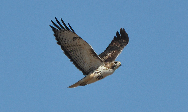 Hawk