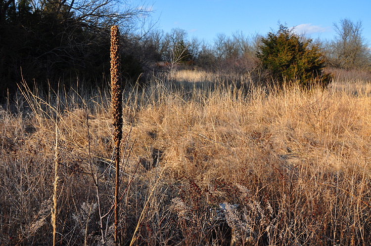 Gone to seed