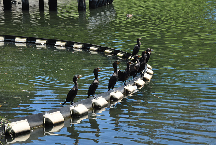 All in a row at  Lake Merritt, Oakland, CA