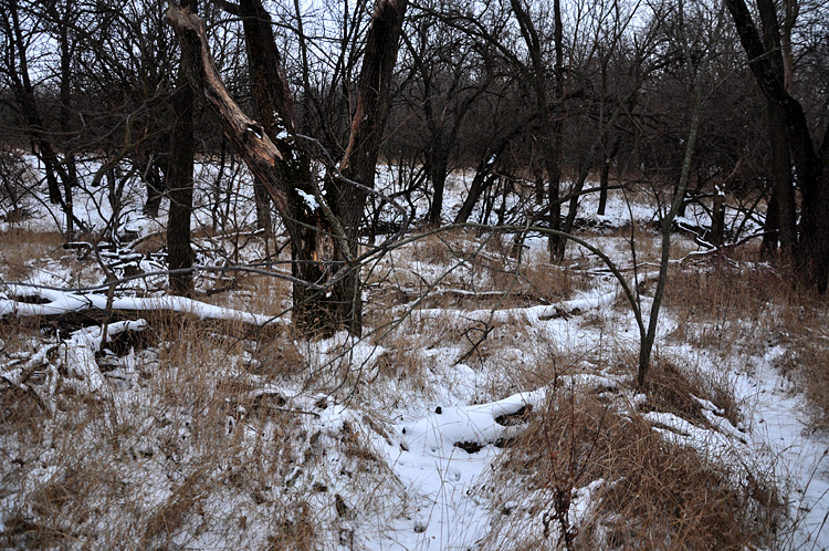 Winter woods