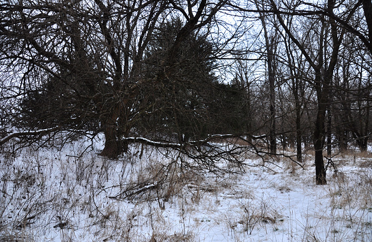 Chilly scenes of winter