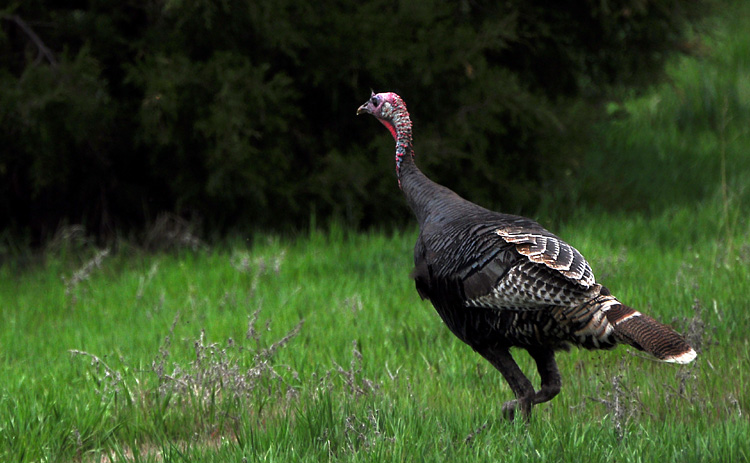 Turkey on the side of the road