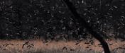 Red winged blackbirds
