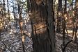Bark