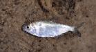 Fish under the ice