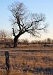 Cottonwood
