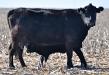 Cow and calf