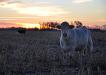 Morning cow