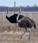 Ostriches