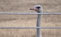 Ostrich