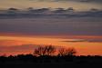 Sunset on the hedgerow