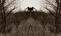 Creature of the woods