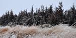 Snowy tree line