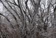 Snowy trees