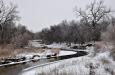 Snowy river with cows
