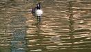 Reflecting goose