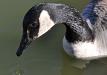 Friendly Canada goose