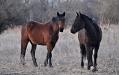 Two horses near Newton, KS