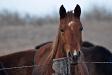 Horse near Newton, KS