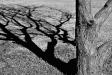 Shadows