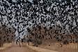 Curtain of blackbirds
