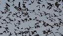 Blackbirds