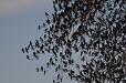 Four and twenty thousand blackbirds