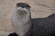 Otter