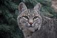 Bobcat