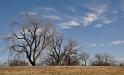Tree line
