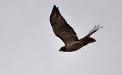 Red-tailed hawk on the wing