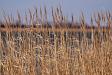 Tall grass