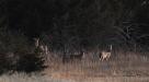 Deer at Quivira