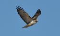 Hawk