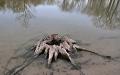 Stump in the lake