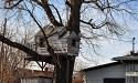A rather elaborate tree house