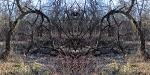 Devil's lair