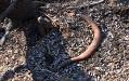 Root worm