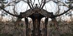 Shaman tree