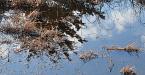 Frog pond