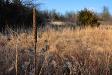 Gone to seed