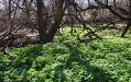 Greening up