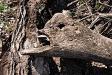 Fossilized alien