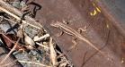 Rail lizard
