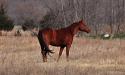 Horse near Burrton