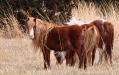 Pygmy ponies