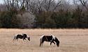 Spotted ponies