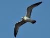 Gull