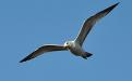 Gull
